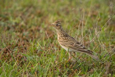 Avrasya tarlası (Alauda arvensis). Polesie. Ukrayna