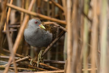 Küçük crake (Porzana parva). Erkek. Polesie. Ukrayna