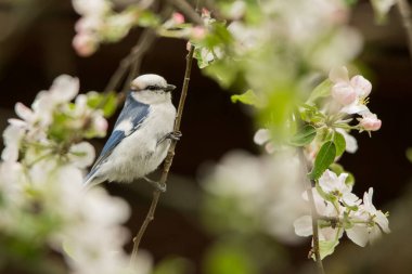 Azure tit (Cyanistes cyanus). A beautiful rare bird on the background of apple blossoms. Polesie. Ukraine