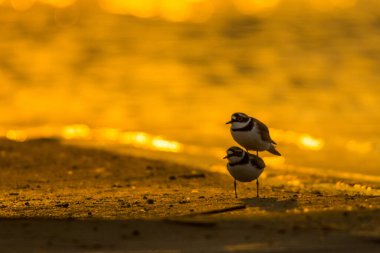 Küçük halkalı pulluk (Charadrius dubius). Gün doğumunda suyun arka planında bir kuşun silueti. Polesie. Ukrayna