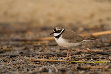 Küçük halkalı pulluk (Charadrius dubius). Polesie. Ukrayna