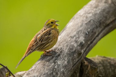Sarı Çekiç (Emberiza citrinella). Güzel yeşil bir arka planda şarkı söyleyen bir kuş. Polesie. Ukrayna