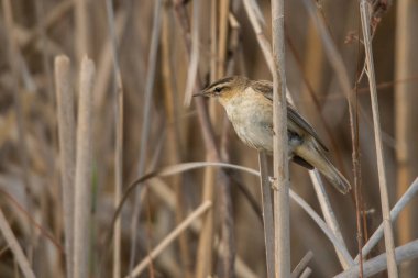Çalı bülbülü (Acrocephalus schoenobaenus). Polesie. Ukrayna