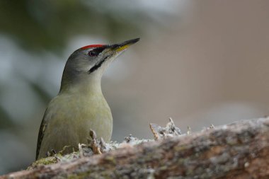 Ağaçtaki gri yüzlü ağaçkakan / Picus canus