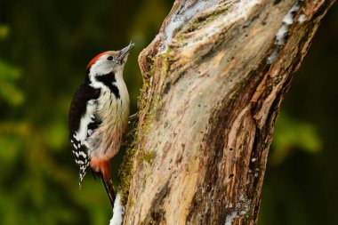 Orta benekli ağaçkakan (Dendrocopos medius)