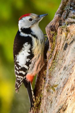 Orta benekli ağaçkakan (Dendrocopos medius)