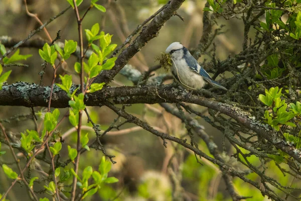 Azure Tit Cyanistes Cyanus Beautiful Rare Bird Background Apple Blossoms — ストック写真