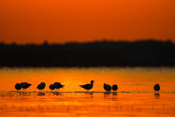 Silhouettes Birds Sunrise Black Headed Gull Chroicocephalus Ridibundus Polesie Ukraine — Zdjęcie stockowe