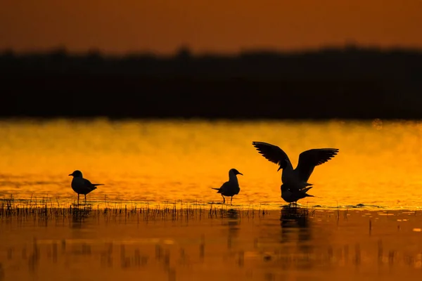 Silhouetten Von Vögeln Bei Sonnenaufgang Schwarzkopfmöwe Chroicocephalus Ridibundus Polesie Ukraine — Stockfoto