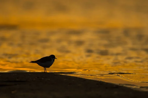 Little Ringed Plover Charadrius Dubius Silhouette Bird Background Water Sunrise — Stockfoto