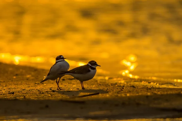 Little Ringed Plover Charadrius Dubius Silhouette Bird Background Water Sunrise — Stockfoto