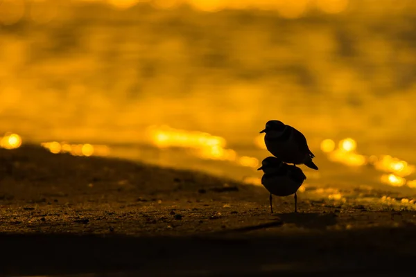 Malý Kroužkovaný Darebák Charadrius Dubius Silueta Ptáka Pozadí Vody Při — Stock fotografie