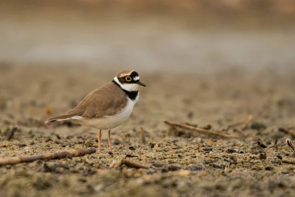 Little Ringed Plover Charadrius Dubius Polesie Ukraine — стокове фото