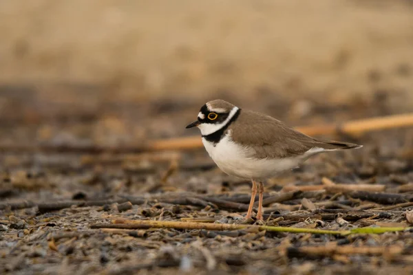 Little Ringed Plover Charadrius Dubius Polesie Ukraine — стокове фото