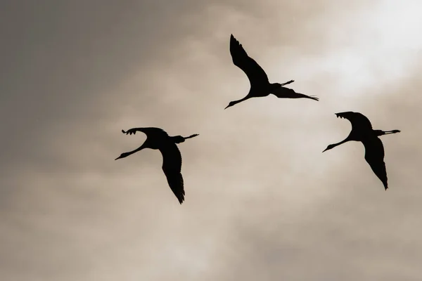 Silhouettes Birds Sky Common Crane Grus Grus Polesie Ukraine — Stockfoto