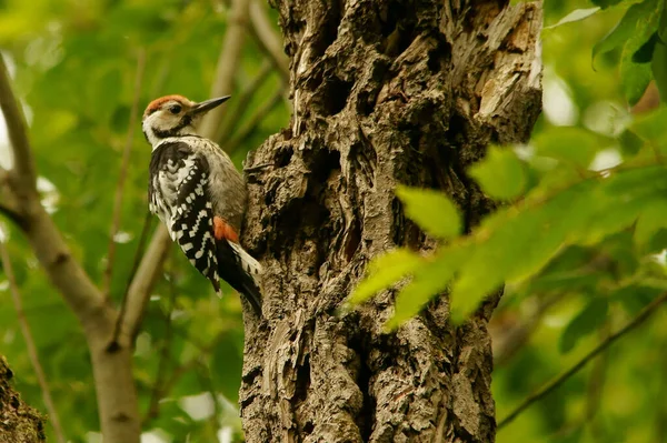 White Backed Woodpecker Dendrocopos Leucotos — Fotografia de Stock