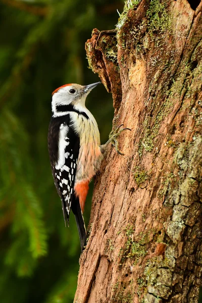 Middle Spotted Woodpecker Dendrocopos Medius — Stock Photo, Image