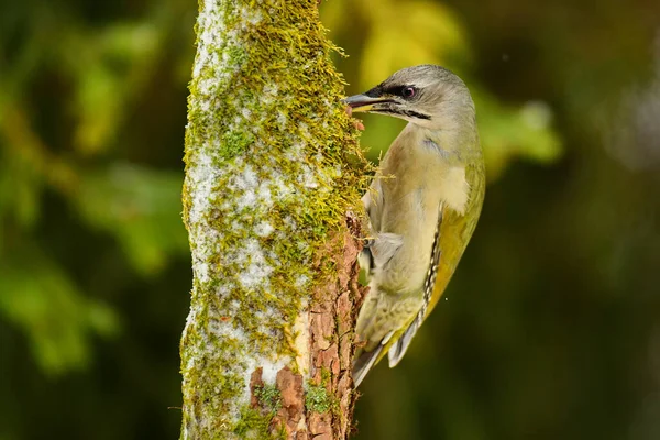 Grey Faced Woodpecker Tree Picus Canus — Stockfoto