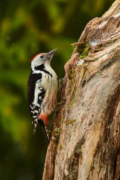 Middle Spotted Woodpecker Dendrocopos Medius — Stock Photo, Image