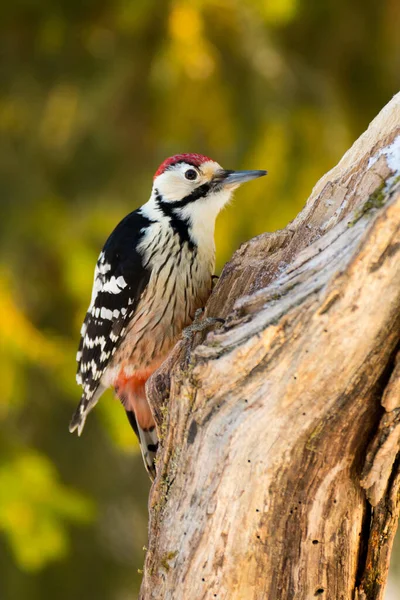 White Backed Woodpecker Dendrocopos Leucotos — Stock Photo, Image