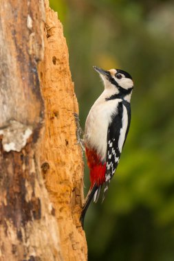 Büyük benekli ağaçkakan, Dendrocopos Major