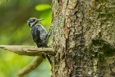 Avrasyalı üç parmaklı ağaçkakan, Picoides tridactylus