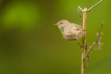 Yaygın şifaff (Phylloscopus collybita). Yeşil arka planda öten sıradan bir kuş. Polonya