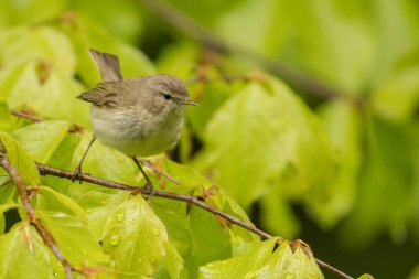 Yaygın şifaff (Phylloscopus collybita). Yeşil arka planda öten sıradan bir kuş. Polonya