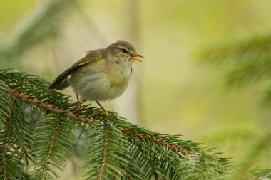 Söğüt bülbülü (Phylloscopus trochilus). Yeşil arka planda öten sıradan bir kuş. Bieszczady 'de. Polonya