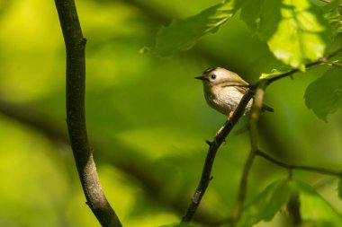 Goldcrest (Regulus regulus). Yeşil orman arka planında küçük, güzel bir kuş. Yeşil orman arka planında küçük güzel bir kuş