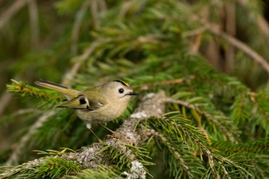 Goldcrest (Regulus regulus). Yeşil orman arka planında küçük, güzel bir kuş. Yeşil orman arka planında küçük güzel bir kuş.