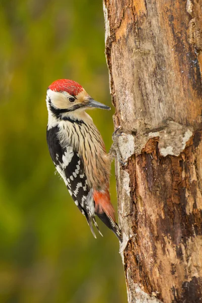 White Backed Woodpecker Dendrocopos Leucotos — Stock Photo, Image