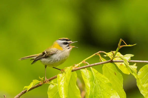 Pássaro Bonito Colorido Cantando Galho Contra Fundo Verde Floresta Incêndio — Fotografia de Stock