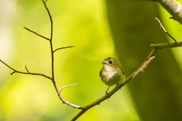 Cimier Regulus Regulus Beau Petit Oiseau Sur Fond Forêt Verte — Photo