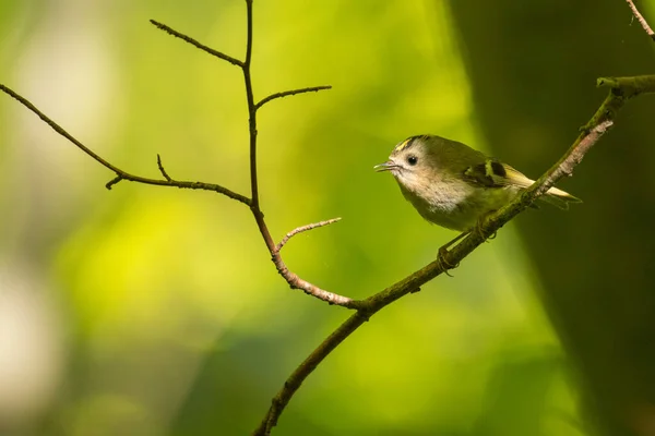 Goldcrest Regulus Regulus 一只美丽的小鸟在绿色的森林背景上 一只美丽的小鸟在绿色的森林背景上 — 图库照片