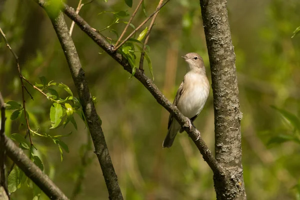 Warbler Jardín Sylvia Borin Macho Cantando Desde Arbusto Bieszczady Polonia — Foto de Stock