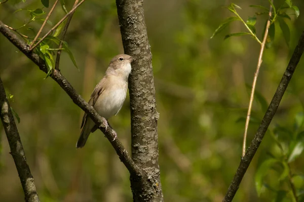 Garden Warbler Sylvia Borin Male Singing Bush Bieszczady Poland — Stock Photo, Image