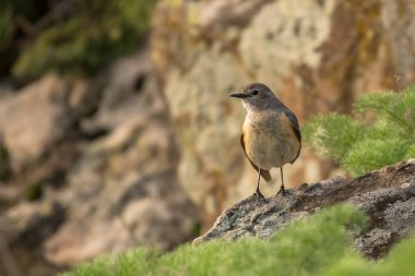 Göz kamaştırıcı kuş fotoğrafı. Beyaz boğazlı Robin (İranca gutturalis).