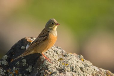 Göz kamaştırıcı kuş fotoğrafı. Ortolan bunting / Emberiza hortulana