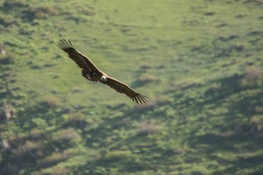 Göz kamaştırıcı kuş fotoğrafı. Cinereous vulture / Aegypius monachus. Dağların arka planında uçan bir kuş silueti