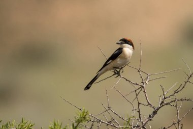 Göz kamaştırıcı kuş fotoğrafı. Woodchat Shrike / Lanius senatörü