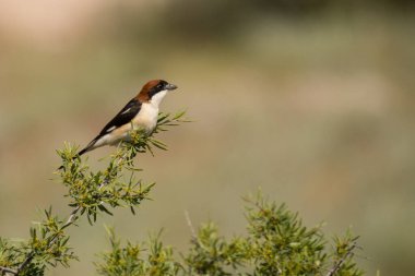 Göz kamaştırıcı kuş fotoğrafı. Woodchat Shrike / Lanius senatörü