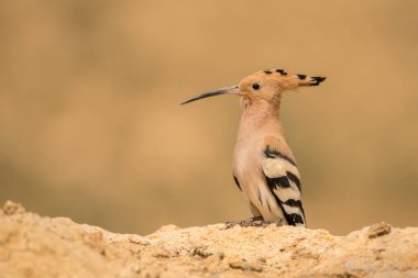 Avrasya ibibik / Upupa epops