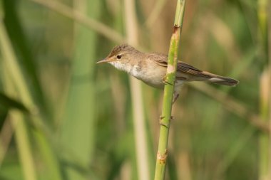 Göz kamaştırıcı kuş fotoğrafı. Avrasya sazlık bülbülü / Akrocephalus scirpaceus