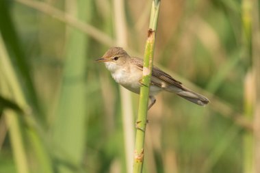 Göz kamaştırıcı kuş fotoğrafı. Avrasya sazlık bülbülü / Akrocephalus scirpaceus