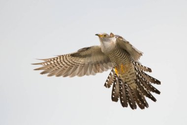 Stunning bird photo. Common cuckoo (Cuculus canorus) flying on the sky. clipart