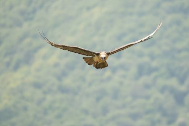 Uçan yırtıcı bir kuşun silueti. Sakallı akbaba / Gypaetus barbatus