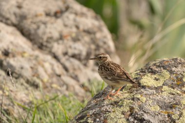Woodlark (Lullula arborea), Aragats Dağı, Ermenistan.