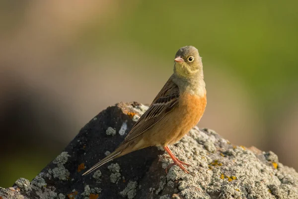 Prachtige Vogelfoto Ortolaanse Gors Emberiza Hortulana — Stockfoto