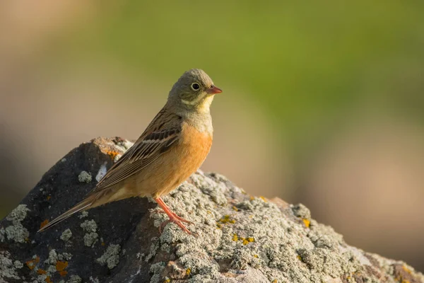 Prachtige Vogelfoto Ortolaanse Gors Emberiza Hortulana — Stockfoto